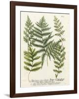 Fern Gathering II-Johann Wilhelm Weinmann-Framed Art Print