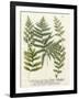 Fern Gathering II-Johann Wilhelm Weinmann-Framed Art Print