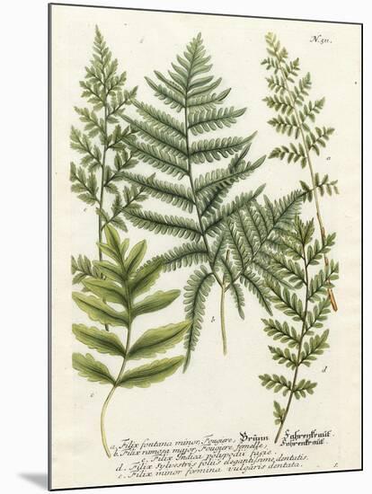 Fern Gathering II-Johann Wilhelm Weinmann-Mounted Art Print