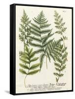 Fern Gathering II-Johann Wilhelm Weinmann-Framed Stretched Canvas