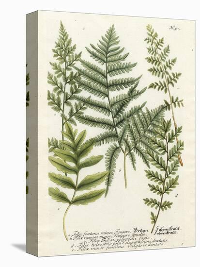 Fern Gathering II-Johann Wilhelm Weinmann-Stretched Canvas