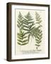 Fern Gathering II-Johann Wilhelm Weinmann-Framed Art Print