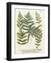 Fern Gathering II-Johann Wilhelm Weinmann-Framed Art Print