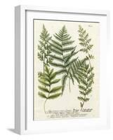 Fern Gathering II-Johann Wilhelm Weinmann-Framed Art Print