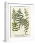 Fern Gathering II-Johann Wilhelm Weinmann-Framed Art Print