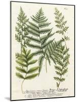 Fern Gathering II-Johann Wilhelm Weinmann-Mounted Art Print