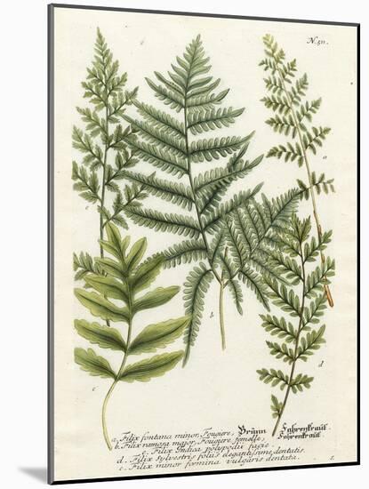 Fern Gathering II-Johann Wilhelm Weinmann-Mounted Art Print