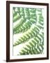 Fern Glow II-Jason Johnson-Framed Photographic Print