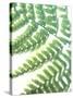 Fern Glow II-Jason Johnson-Stretched Canvas