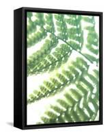 Fern Glow II-Jason Johnson-Framed Stretched Canvas