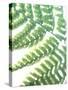 Fern Glow II-Jason Johnson-Stretched Canvas