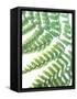 Fern Glow II-Jason Johnson-Framed Stretched Canvas