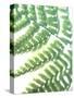 Fern Glow II-Jason Johnson-Stretched Canvas