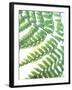 Fern Glow II-Jason Johnson-Framed Photographic Print