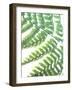 Fern Glow II-Jason Johnson-Framed Photographic Print