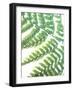 Fern Glow II-Jason Johnson-Framed Photographic Print