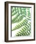 Fern Glow II-Jason Johnson-Framed Photographic Print