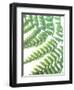 Fern Glow II-Jason Johnson-Framed Photographic Print