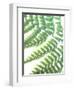 Fern Glow II-Jason Johnson-Framed Photographic Print