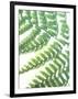 Fern Glow II-Jason Johnson-Framed Photographic Print