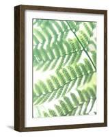 Fern Glow III-Jason Johnson-Framed Photographic Print