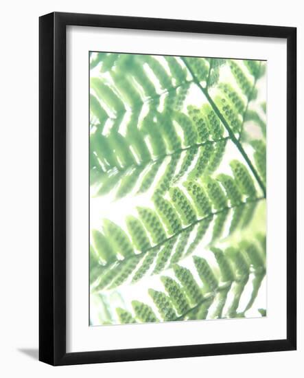 Fern Glow III-Jason Johnson-Framed Photographic Print