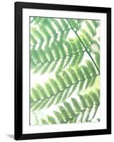 Fern Glow III-Jason Johnson-Framed Photographic Print