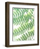 Fern Glow III-Jason Johnson-Framed Photographic Print