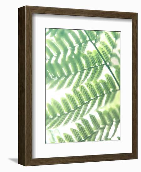 Fern Glow III-Jason Johnson-Framed Photographic Print