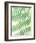 Fern Glow III-Jason Johnson-Framed Photographic Print