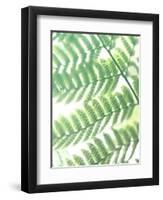 Fern Glow III-Jason Johnson-Framed Photographic Print