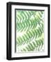 Fern Glow III-Jason Johnson-Framed Photographic Print