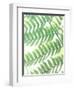 Fern Glow III-Jason Johnson-Framed Photographic Print