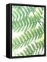 Fern Glow III-Jason Johnson-Framed Stretched Canvas