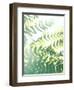 Fern Glow V-Jason Johnson-Framed Photographic Print