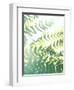 Fern Glow V-Jason Johnson-Framed Photographic Print