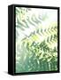 Fern Glow V-Jason Johnson-Framed Stretched Canvas