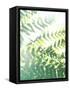 Fern Glow V-Jason Johnson-Framed Stretched Canvas