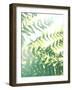 Fern Glow V-Jason Johnson-Framed Photographic Print