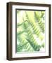 Fern Glow VI-Jason Johnson-Framed Photographic Print