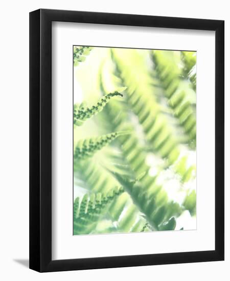 Fern Glow VI-Jason Johnson-Framed Photographic Print