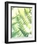 Fern Glow VI-Jason Johnson-Framed Photographic Print