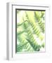 Fern Glow VI-Jason Johnson-Framed Photographic Print