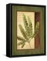 Fern Grotto II-Delphine Corbin-Framed Stretched Canvas