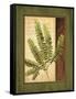 Fern Grotto II-Delphine Corbin-Framed Stretched Canvas