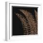 Fern I (on black)-null-Framed Art Print