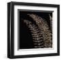 Fern I (on black)-Botanical Series-Framed Giclee Print