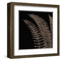 Fern I (on black)-Botanical Series-Framed Giclee Print