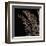 Fern I (on black)-Botanical Series-Framed Giclee Print