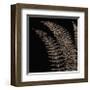 Fern I (on black)-Botanical Series-Framed Giclee Print